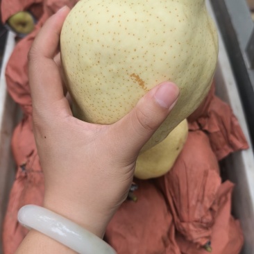 贵妃梨香蕉梨