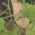 山东蜜本南瓜