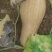 山东蜜本南瓜