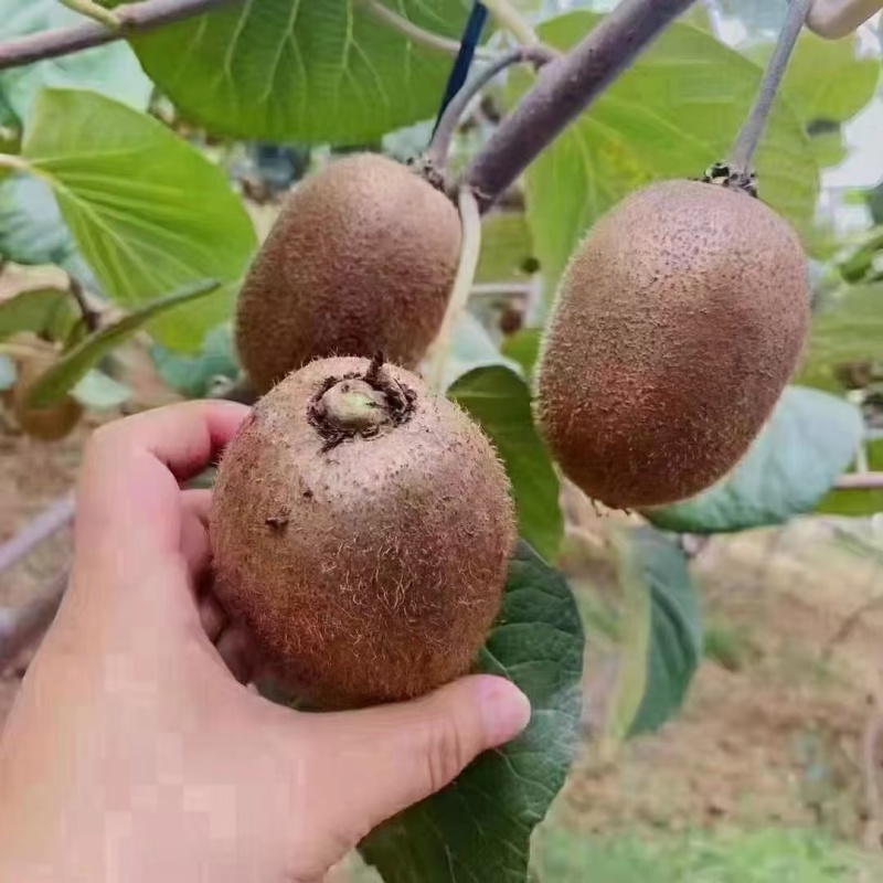 眉县猕猴桃🥝
