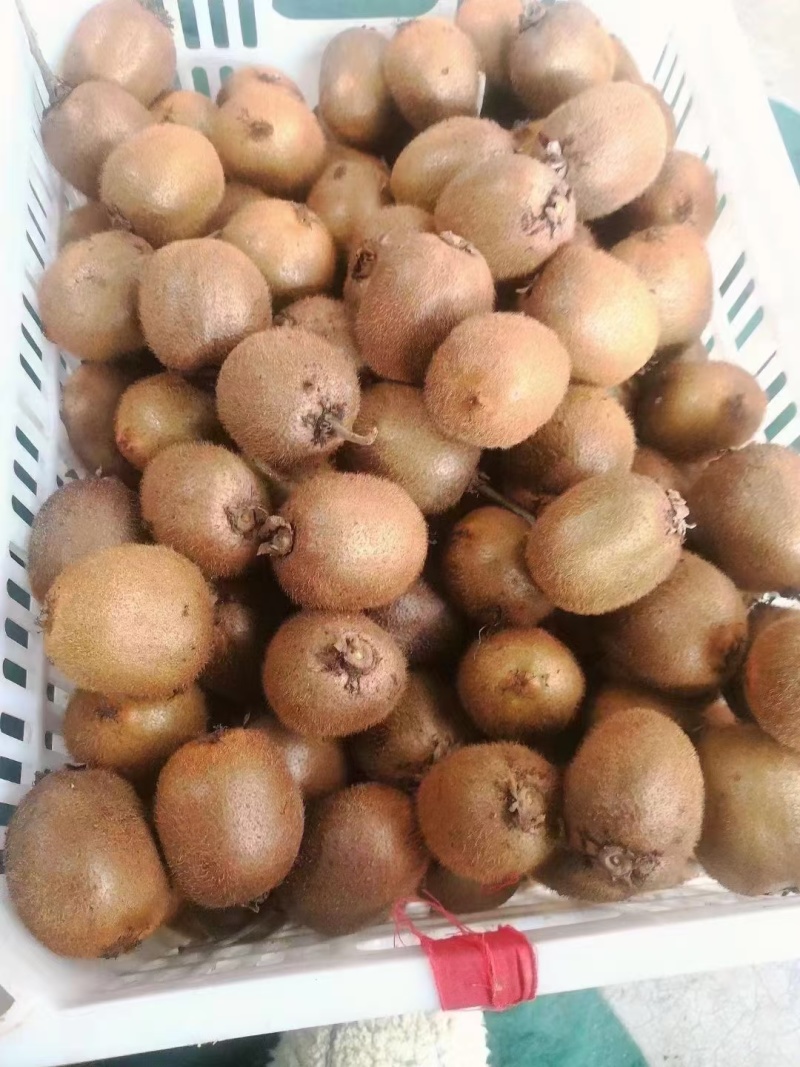 眉县猕猴桃🥝