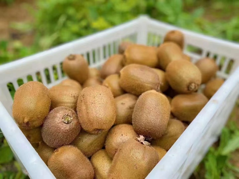 眉县猕猴桃🥝