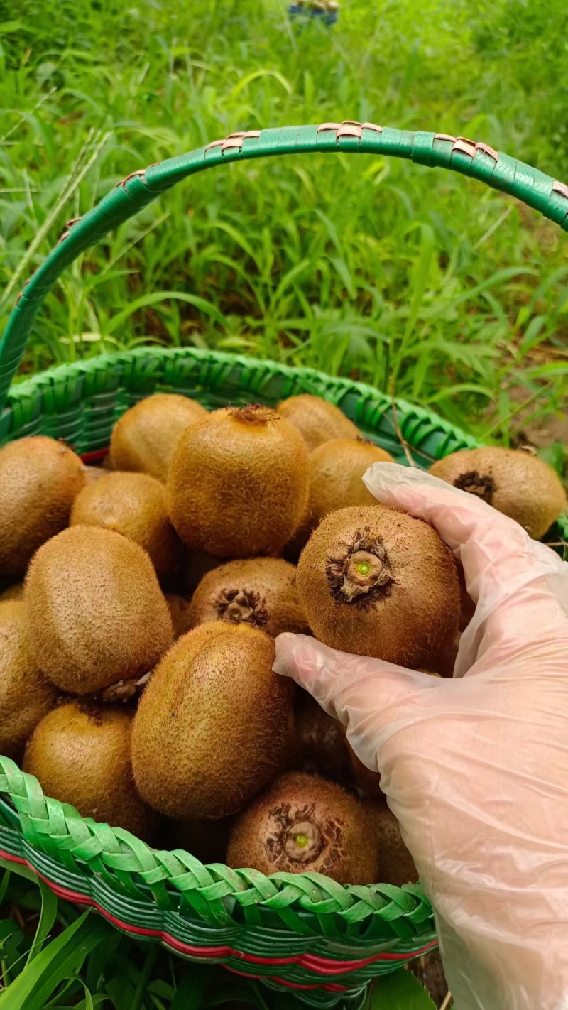眉县猕猴桃🥝