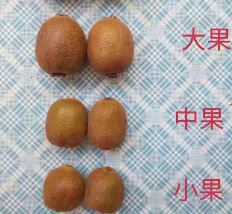 眉县猕猴桃🥝
