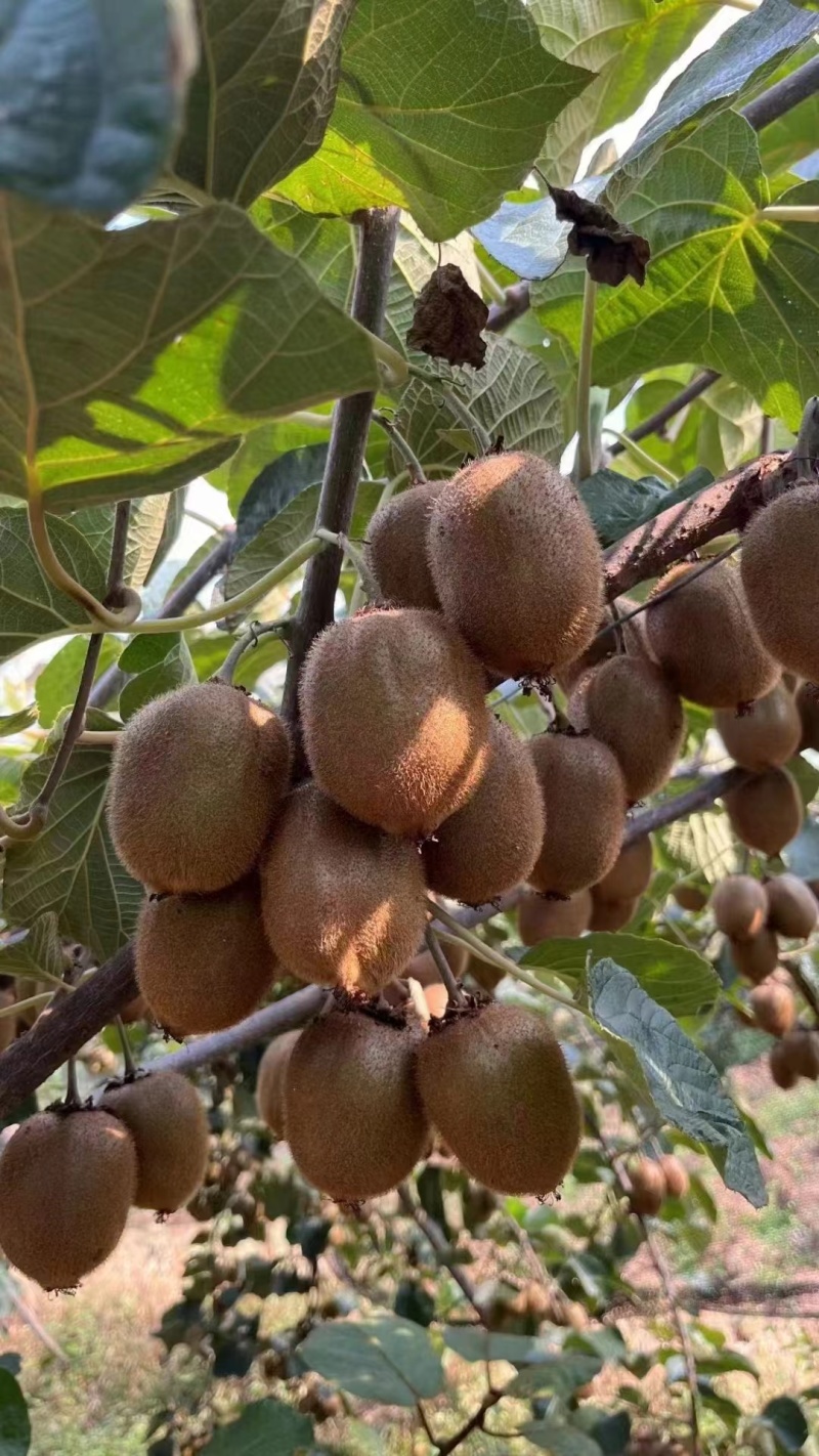 眉县猕猴桃🥝