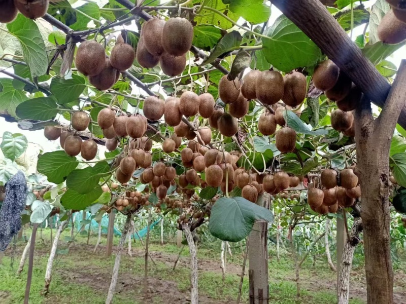 眉县猕猴桃🥝