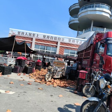 秋月梨、酥梨，产地现摘现发，欢迎各位大老板前来。