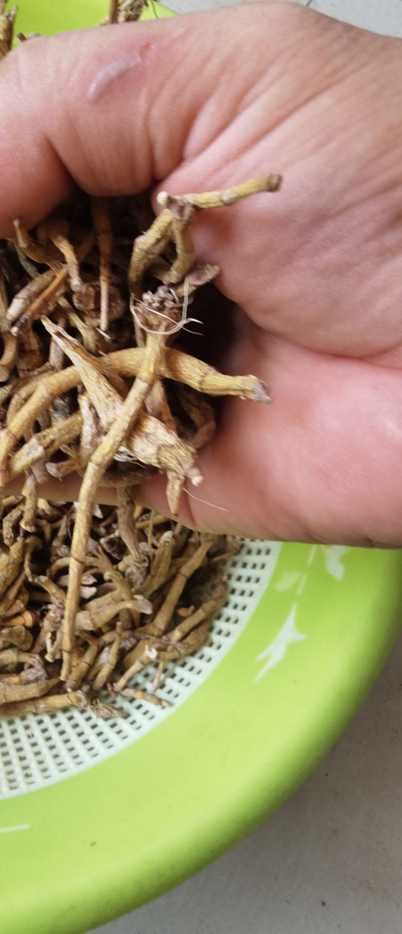 东南亚野生虎牙石斛支持视频验货