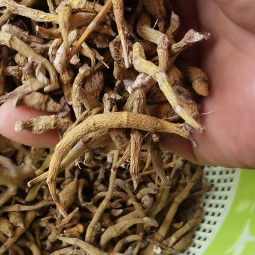 东南亚野生虎牙石斛支持视频验货