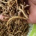 东南亚野生虎牙石斛支持视频验货