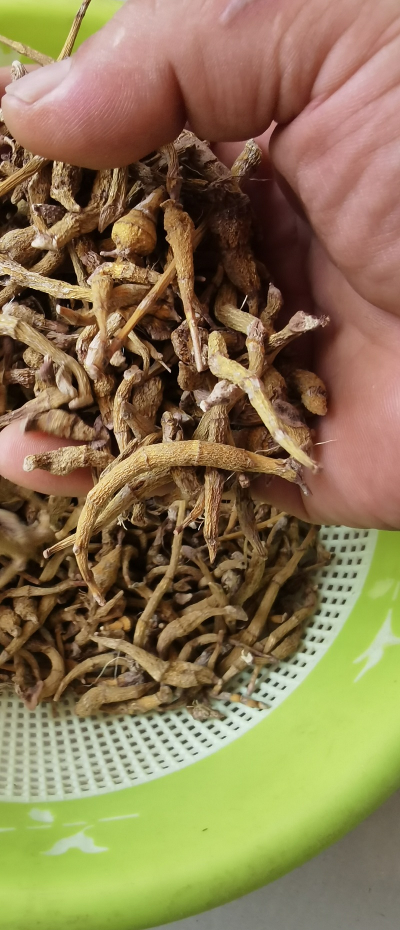 东南亚野生虎牙石斛支持视频验货