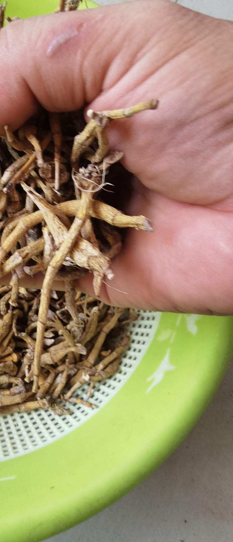 东南亚野生虎牙石斛支持视频验货