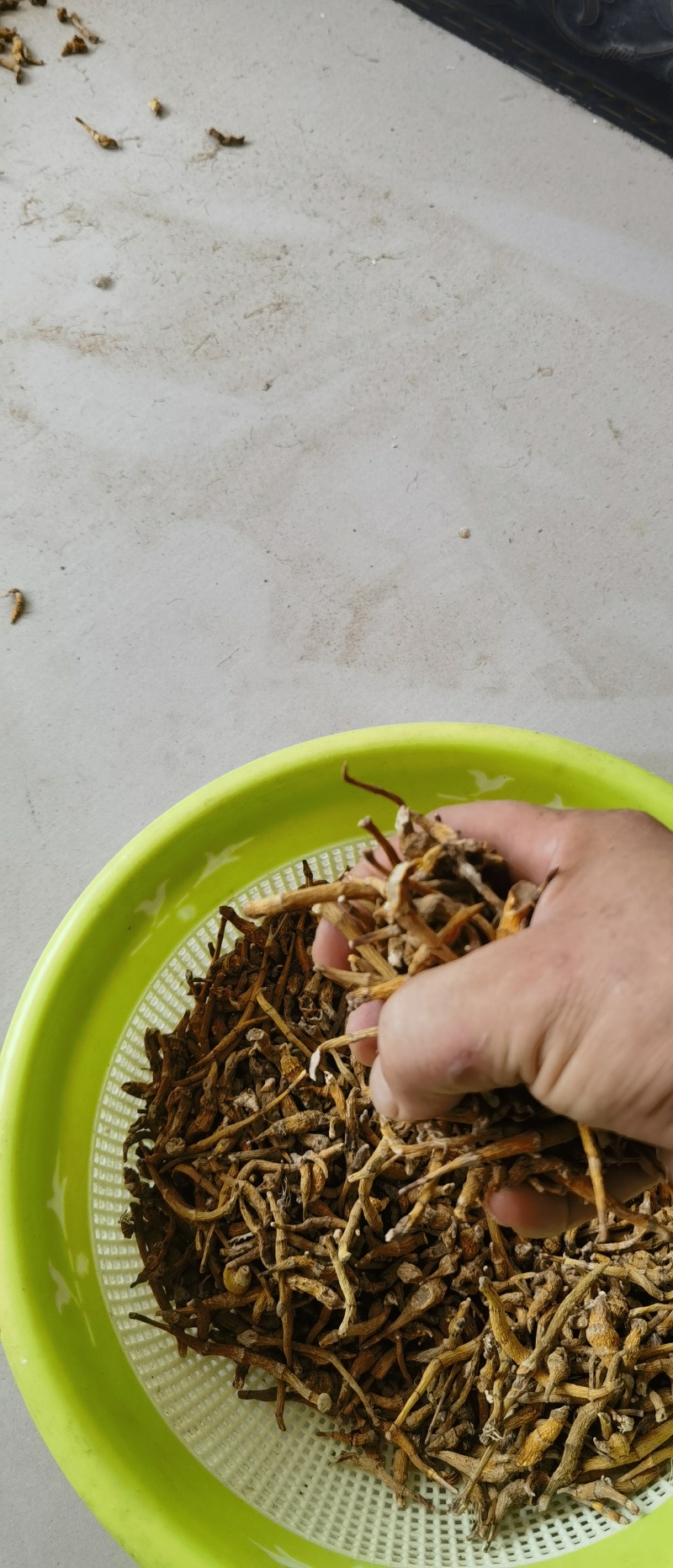 东南亚野生虎牙石斛支持视频验货