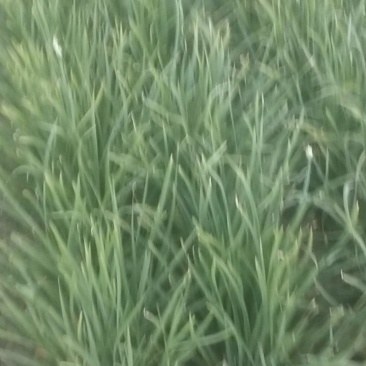 陆地韭菜韭穰**刀