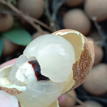广东省龙眼