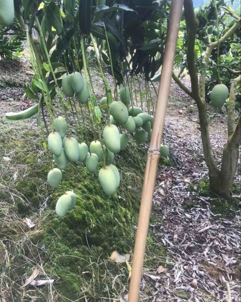 芒果