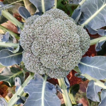 西兰花（青花）