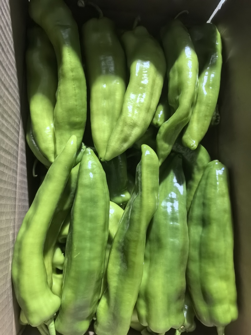 宁夏青红牛角椒