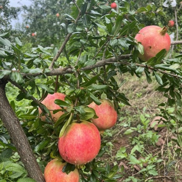会理突尼斯软籽石榴