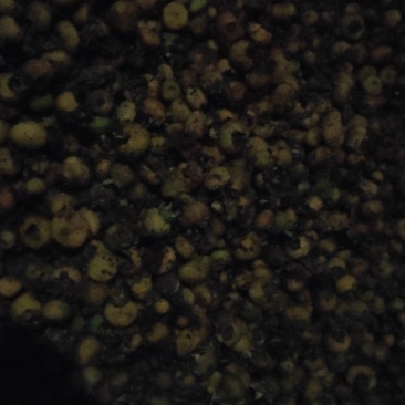 刺梨大小均匀100斤左右