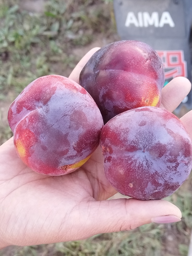 秋红李子，现货