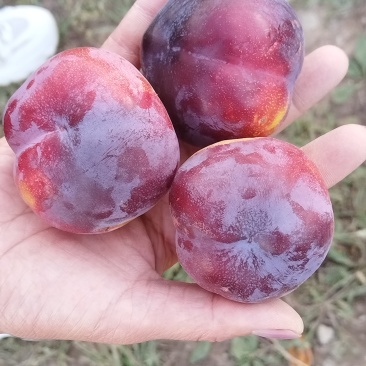秋红李子，现货