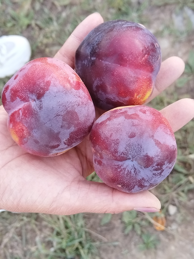 秋红李子，现货