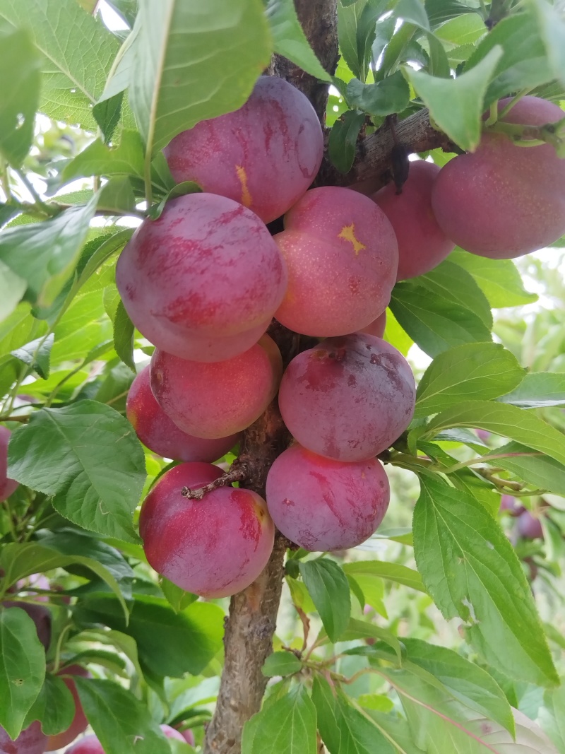 秋红李子，现货