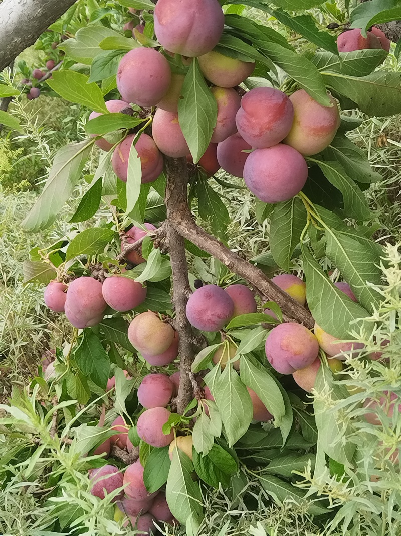 秋红李子，现货