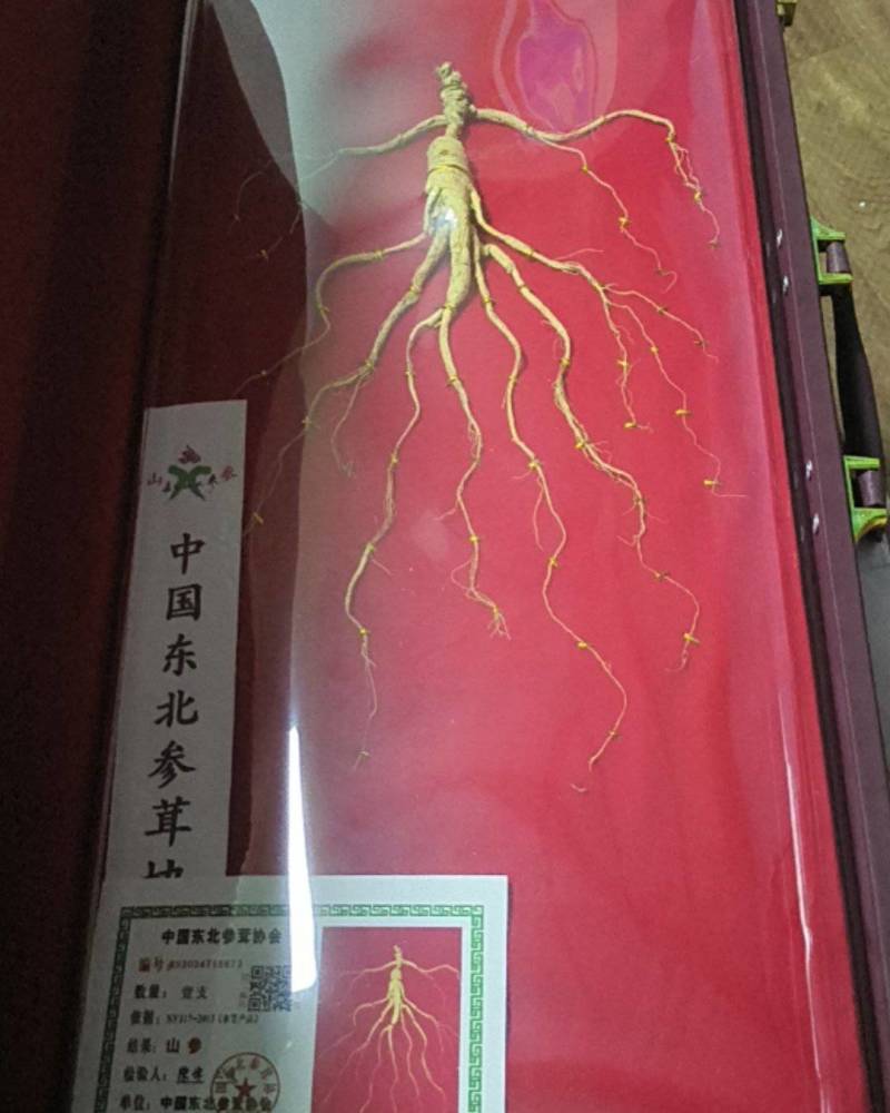 东北山参