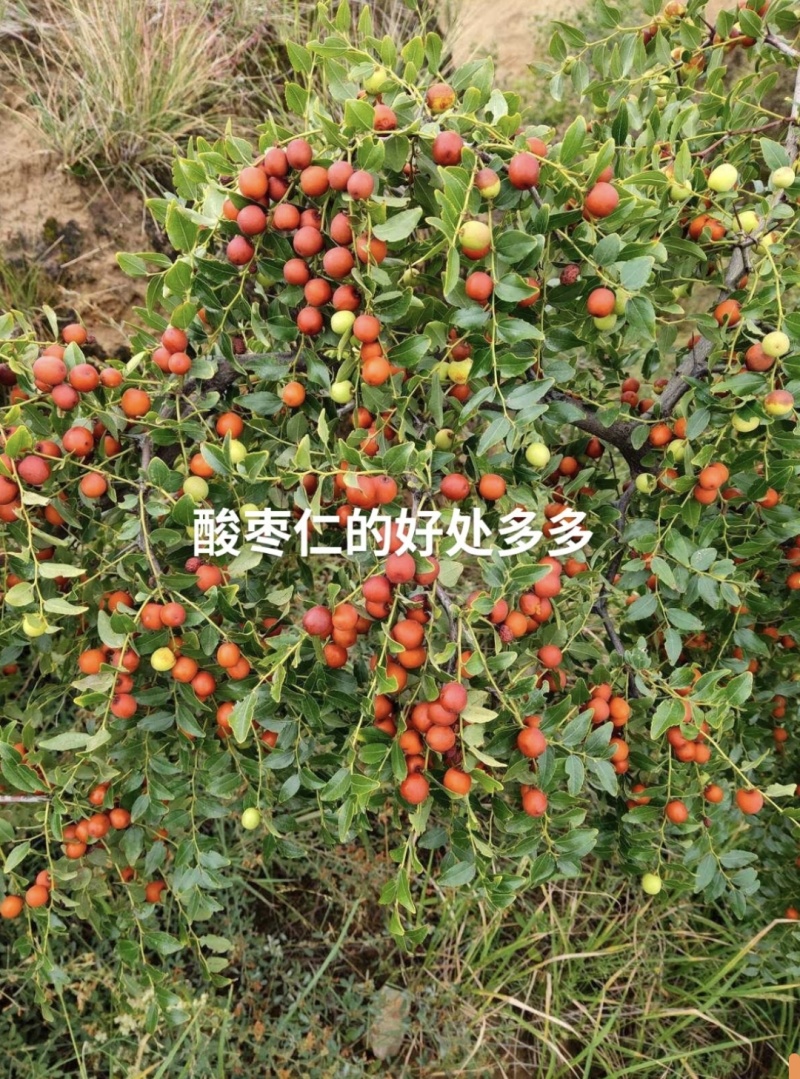 野生酸枣