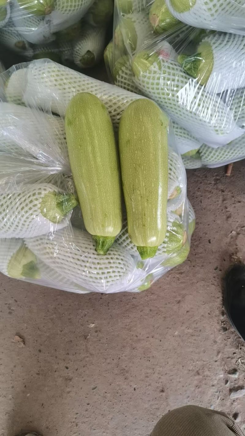 精品秋季西葫芦量大价格高