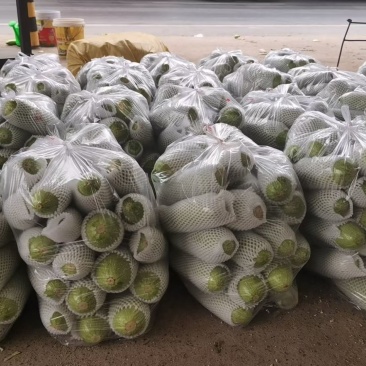 精品秋季西葫芦量大价格高