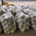精品秋季西葫芦量大价格高