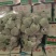 精品秋季西葫芦量大价格高
