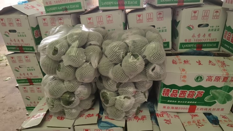 精品秋季西葫芦量大价格高