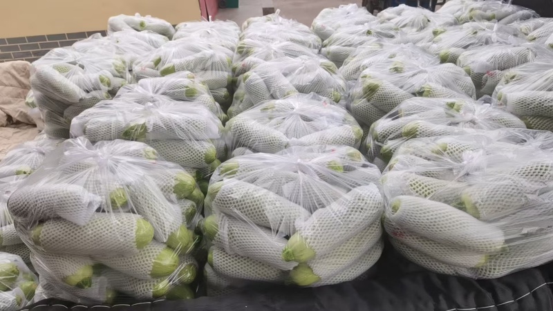 精品秋季西葫芦量大价格高