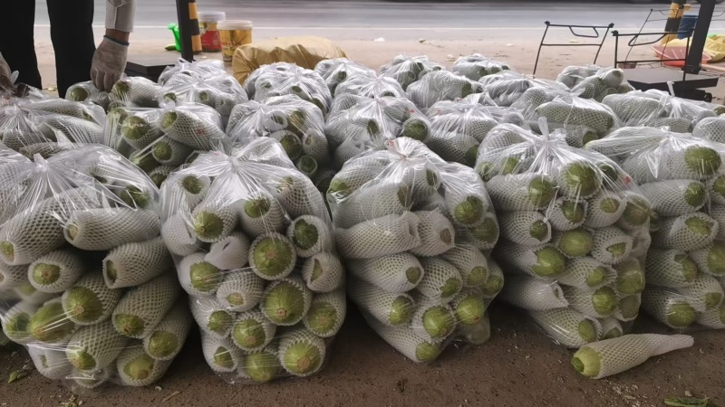 精品秋季西葫芦量大价格高