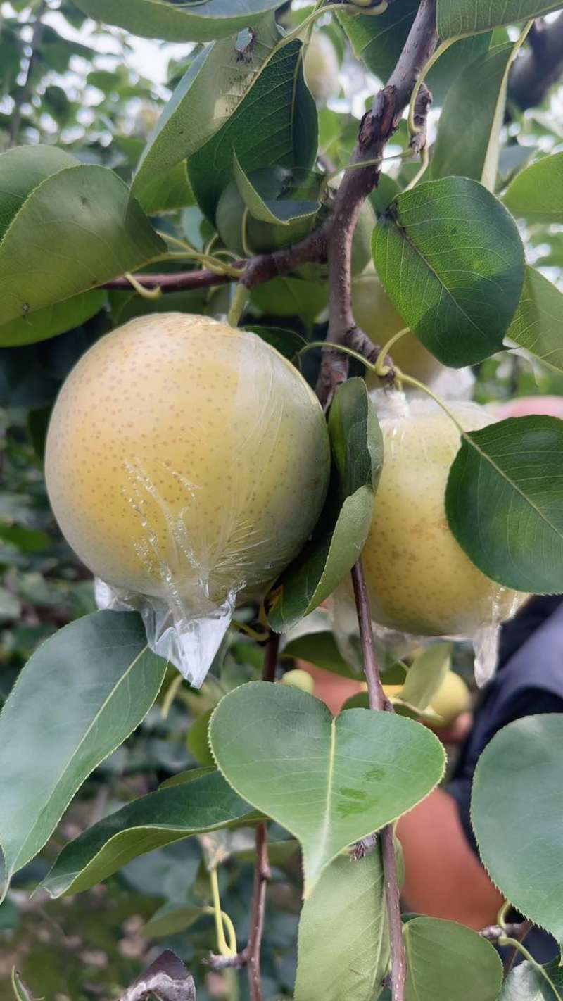 精品皇冠梨