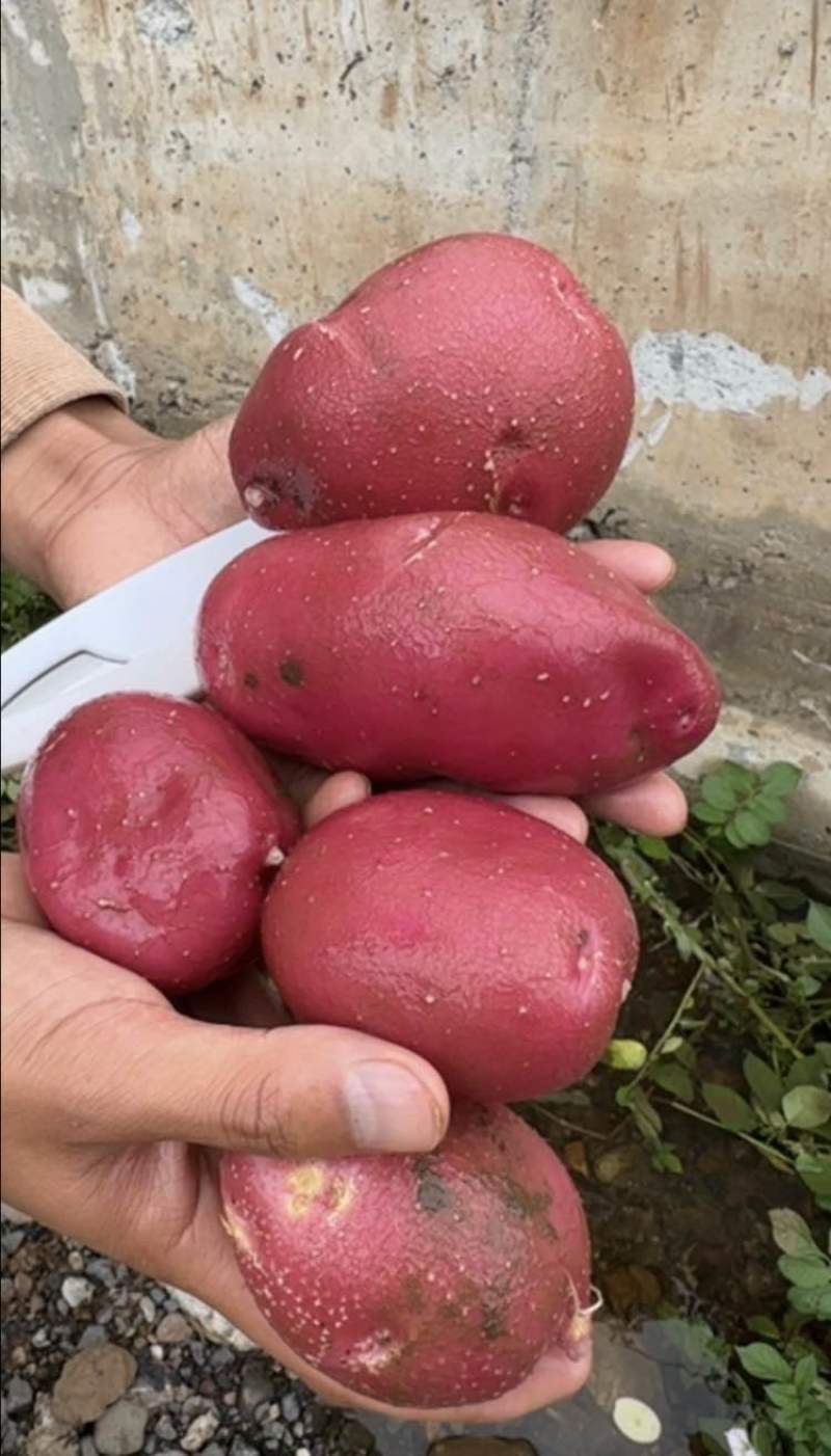 云南丽江红皮黄心土豆