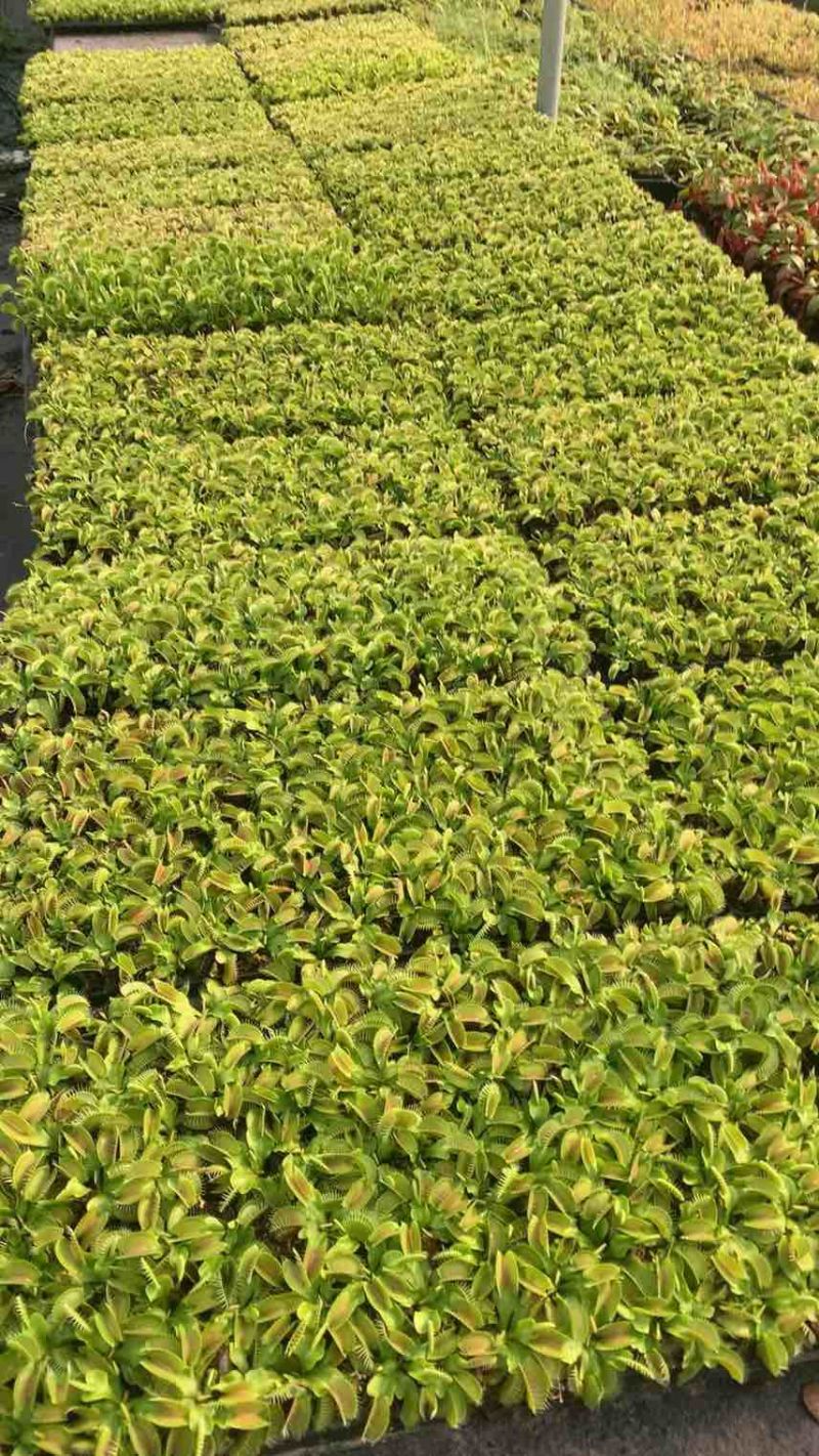 捕蝇草3.5一颗