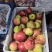 新街苹果🍎