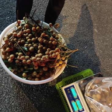 龙眼