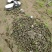 田螺淡水螺螺丝大量供应