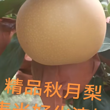 秋月梨，青岛莱西市大沽河产区。