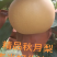 秋月梨，青岛莱西市大沽河产区。