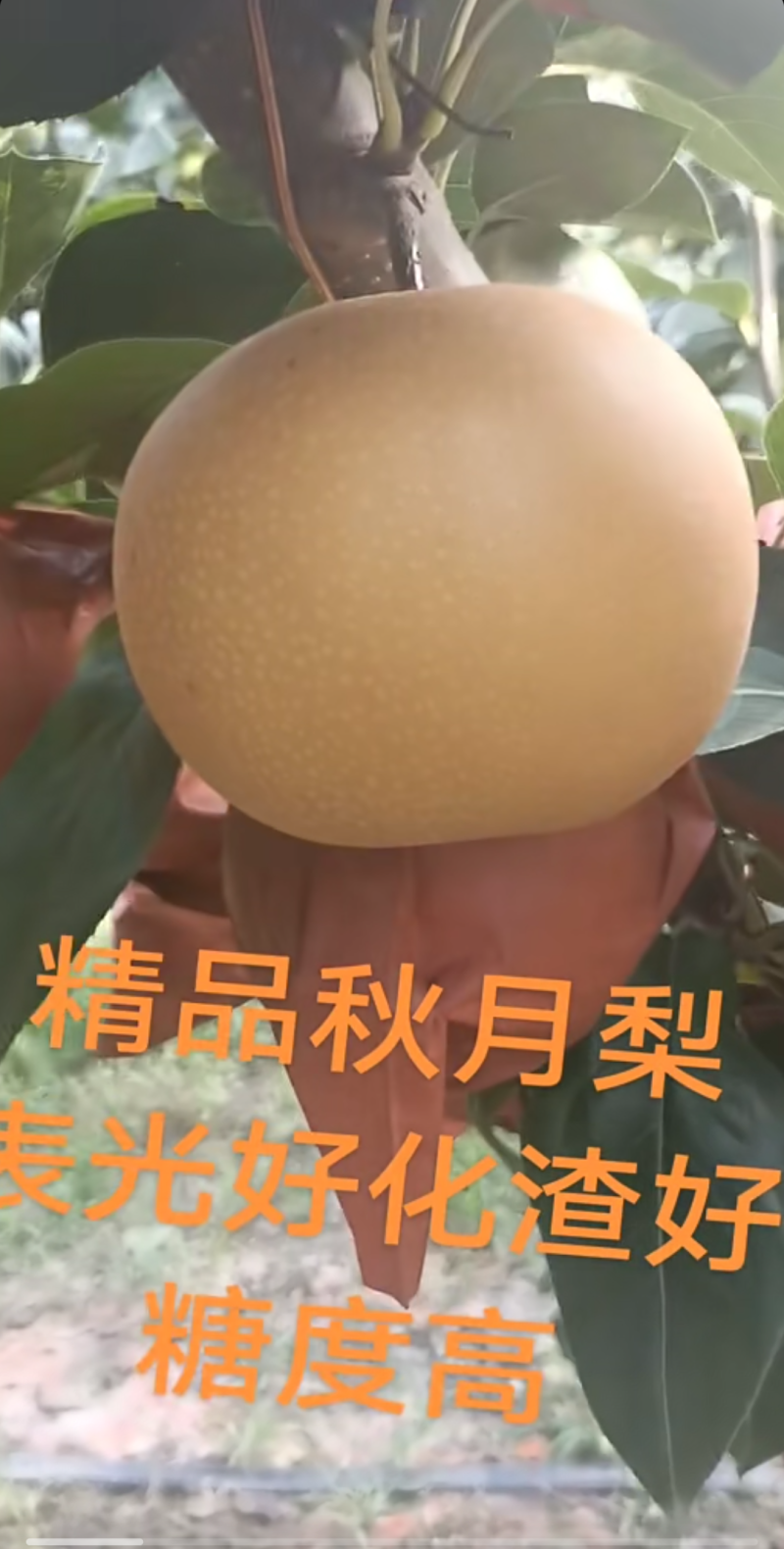 秋月梨，青岛莱西市大沽河产区。