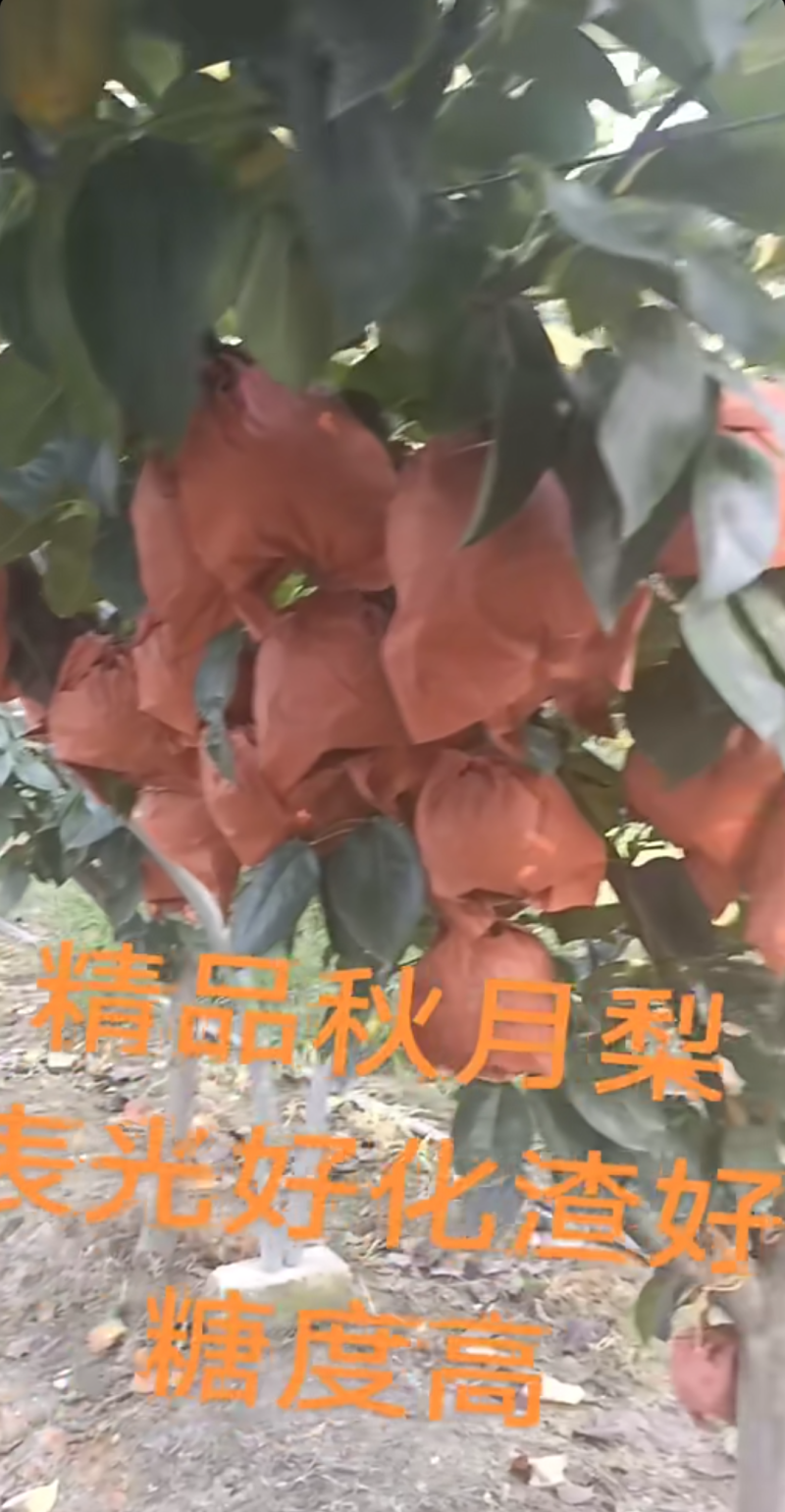 秋月梨，青岛莱西市大沽河产区。
