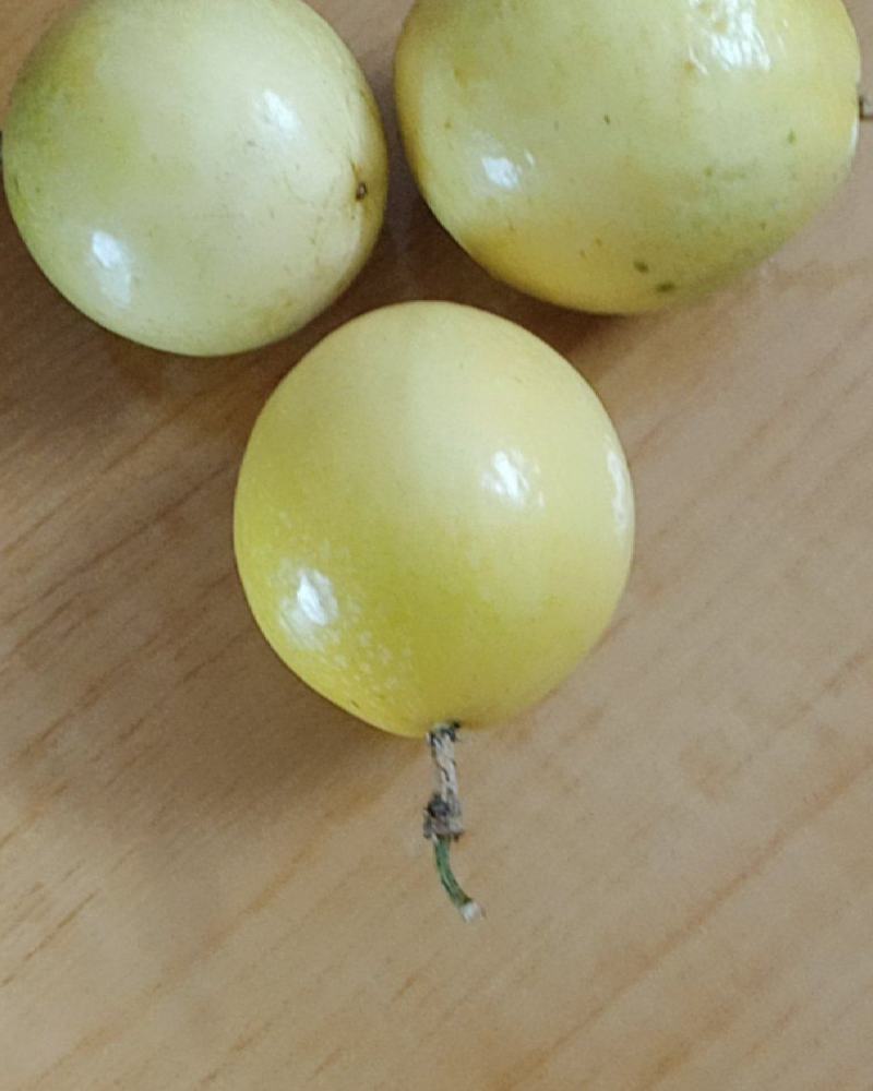 黄金百香果