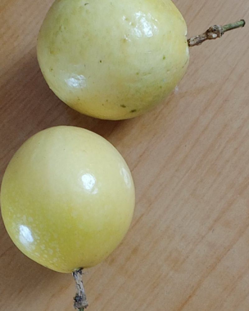 黄金百香果